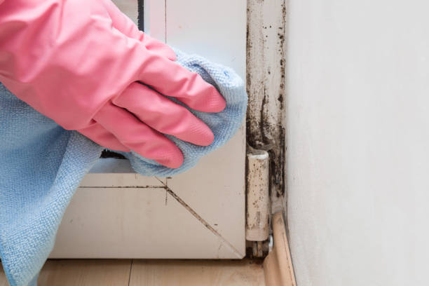 Best Mold Damage Repair  in Oak Grove, MN